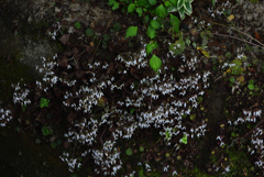 190626a大原三千院02