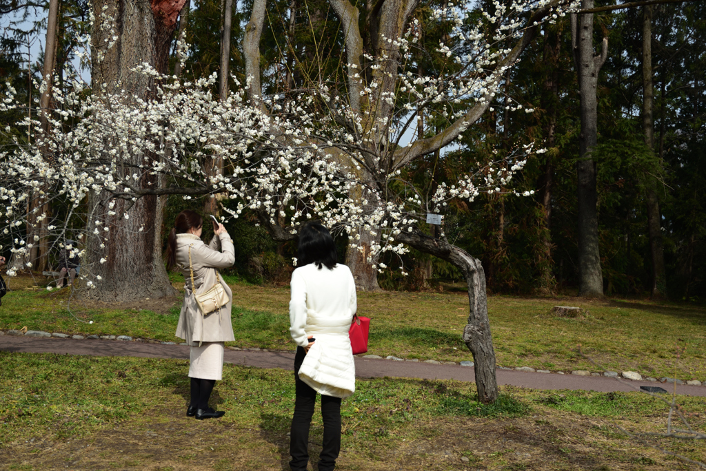 190222a京都植物園54