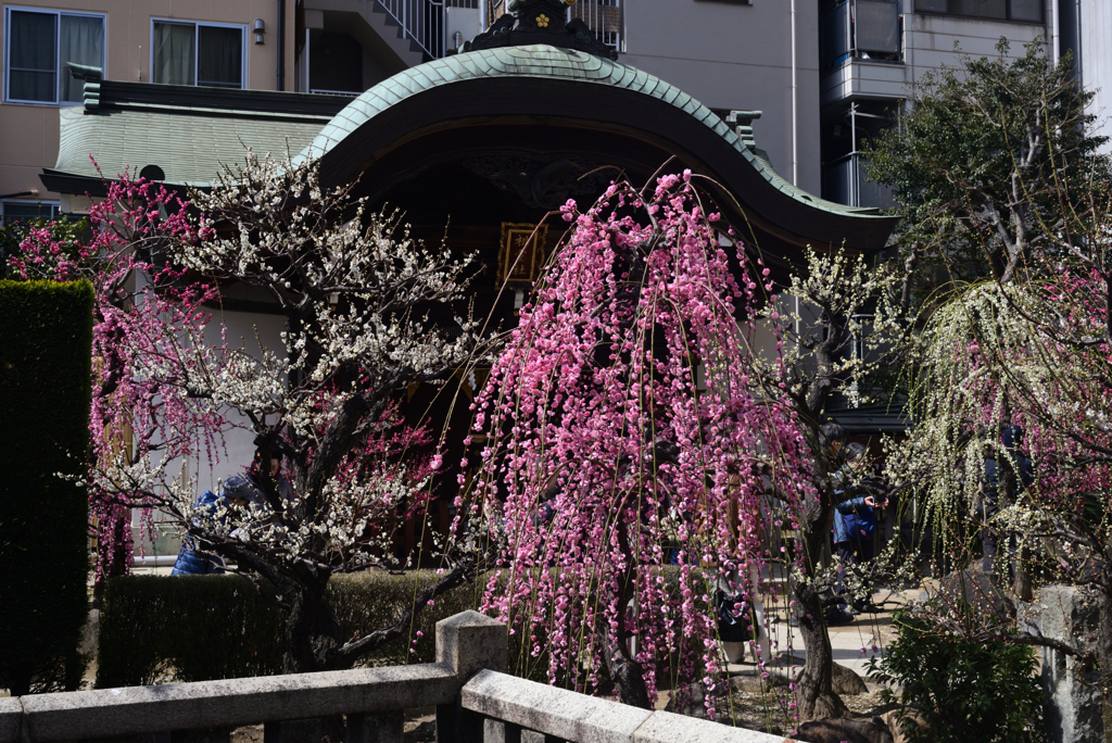 250308a大阪天満宮17