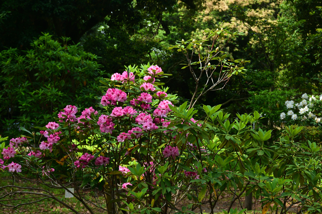 250518京都植物園02