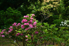 250518京都植物園02