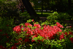 240419b京都御苑22