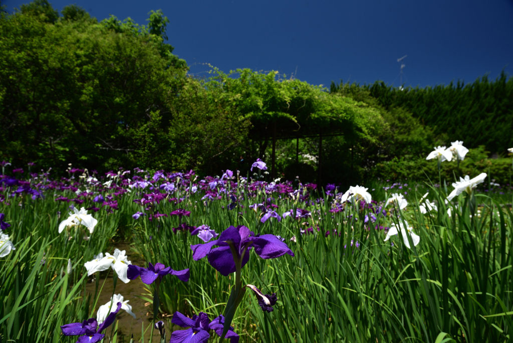 200607梅宮大社41