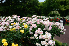 250518京都植物園20