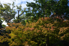 211024b金戒光明寺36