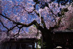 230322b水火天満宮05