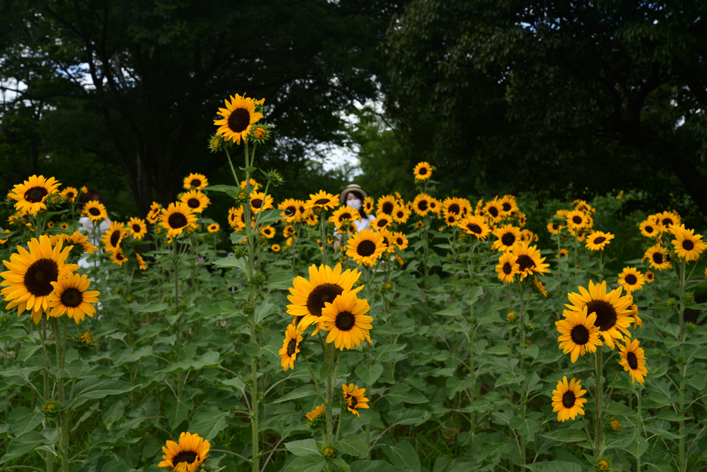 220729万博公園40