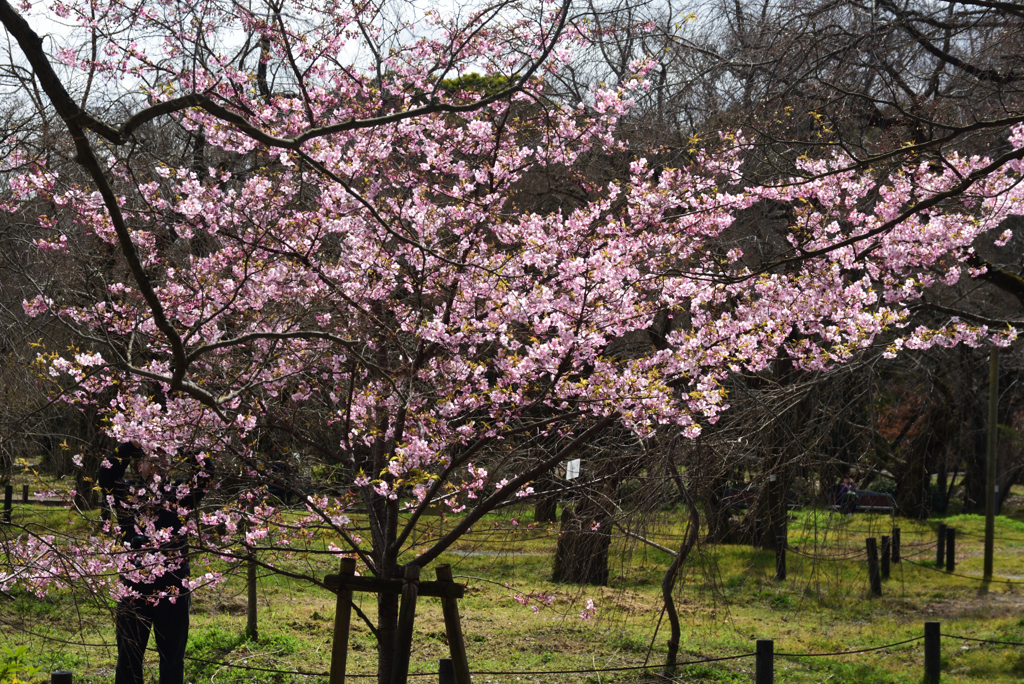 200303京都植物園40