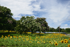 190806馬見丘陵公園20