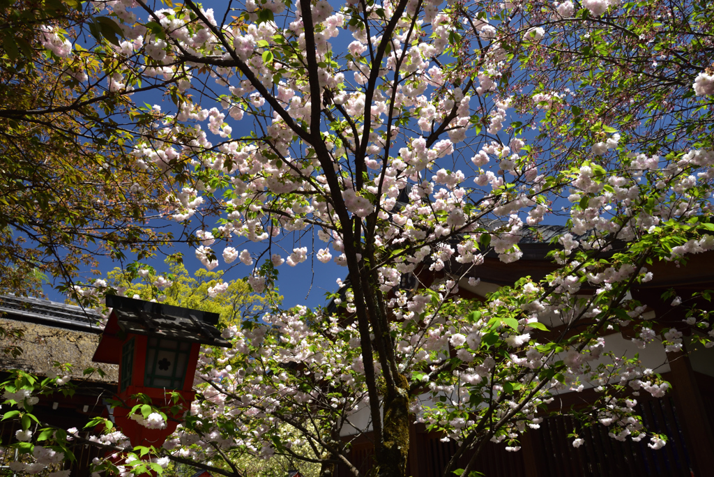190420c平野神社31