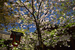 190420c平野神社31