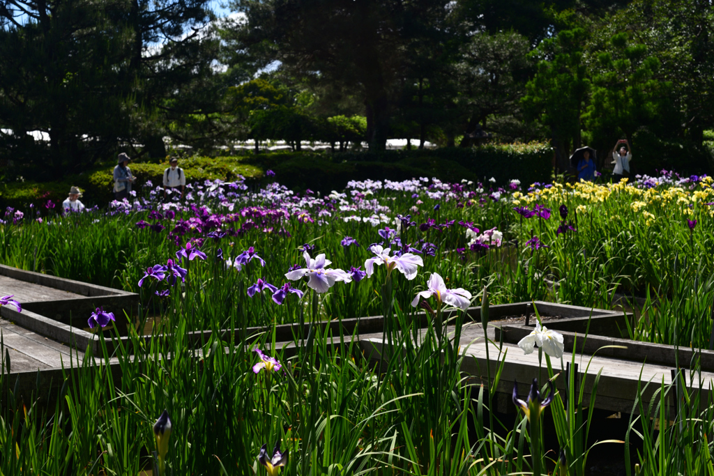 240604京都植物園46