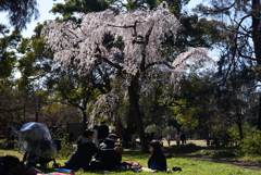 200320h京都御苑37