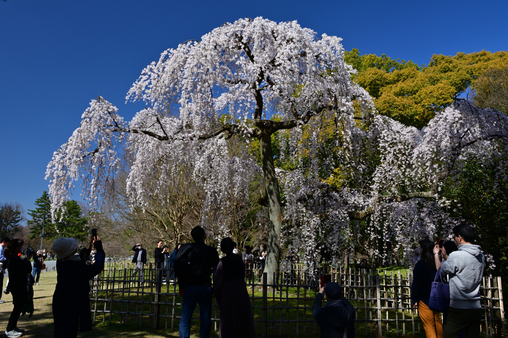 230320c京都御苑43