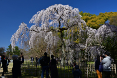 230320c京都御苑43