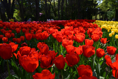 230404b京都植物園18