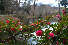 260131a京都植物園38