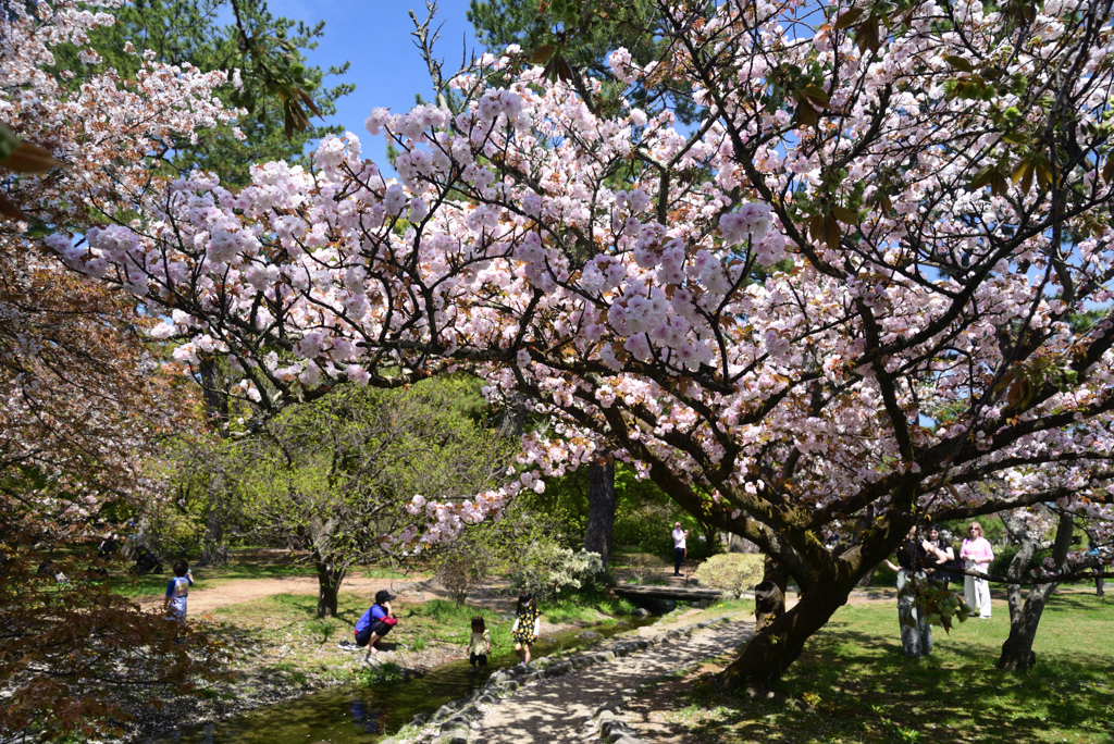 230404a京都御苑03