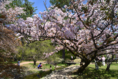 230404a京都御苑03