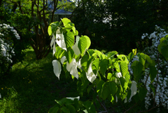 230427京都植物園43