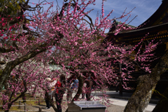 250314a北野天満宮19