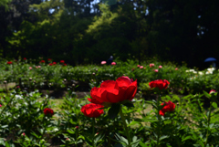 230427京都植物園25