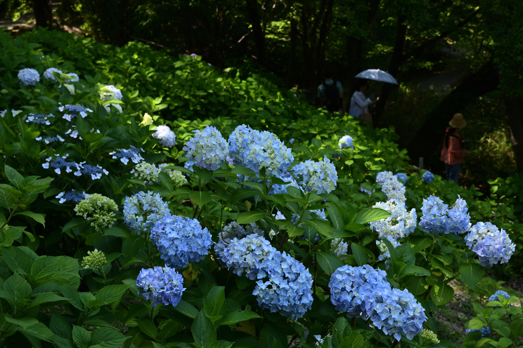 210609山田池公園46