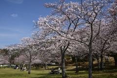 220330b奈良公園20