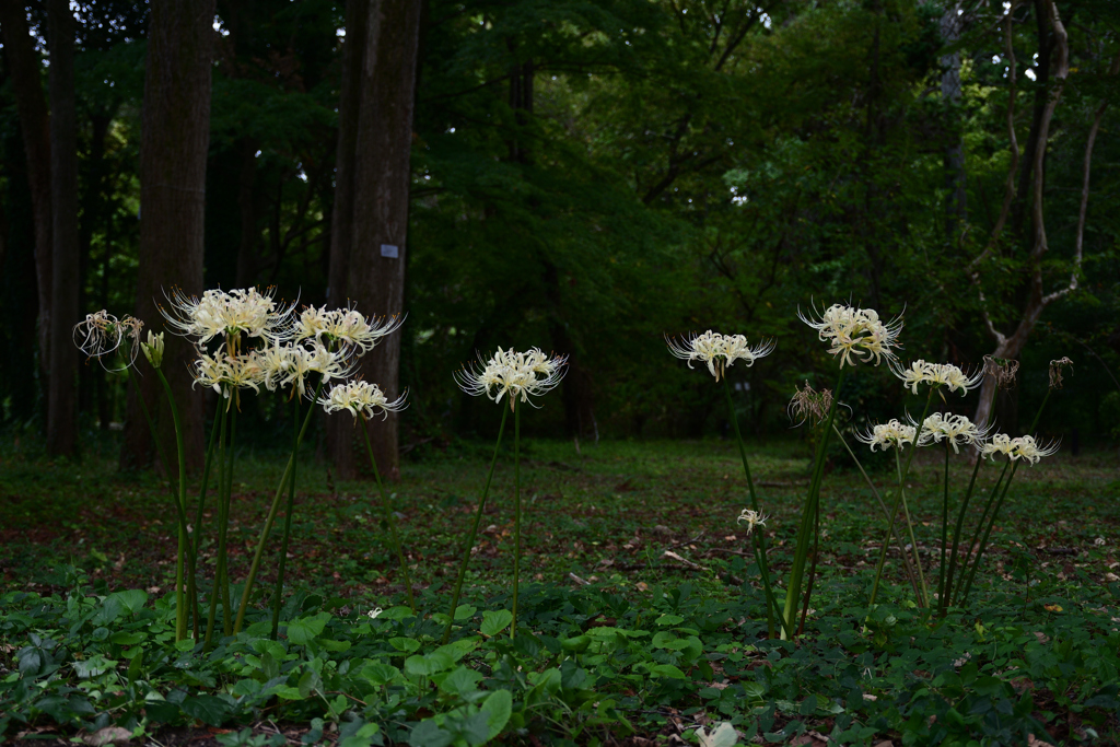 231003京都植物園11