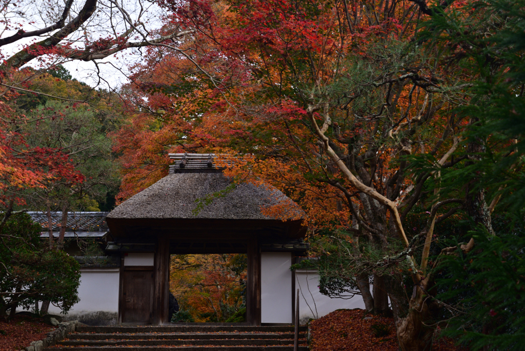 221203c安楽寺22