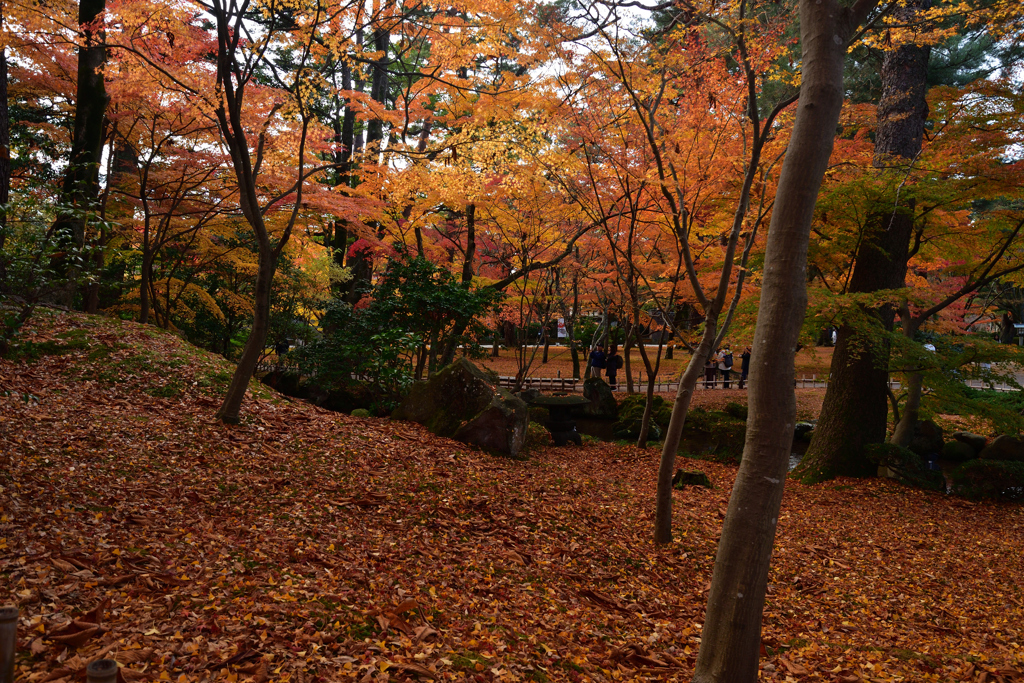231127j兼六園46