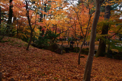 231127j兼六園46