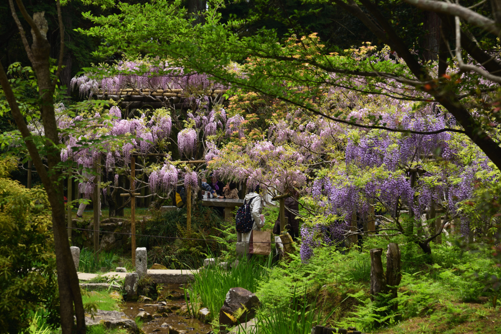 190428b萬葉植物園91