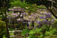 190428b萬葉植物園91