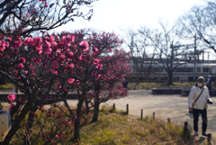 230209c梅小路公園02