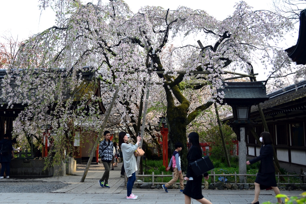 180402c平野神社24+