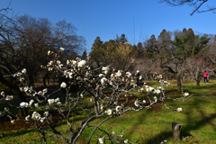 260117a京都植物園14