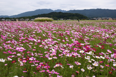 211018a藤原宮跡08