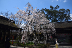 200320d平野神社22