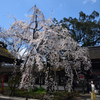 200320d平野神社22