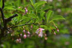 200520京都植物園74