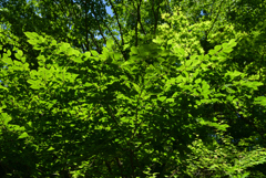 220609京都植物園43
