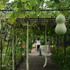 210811京都植物園26