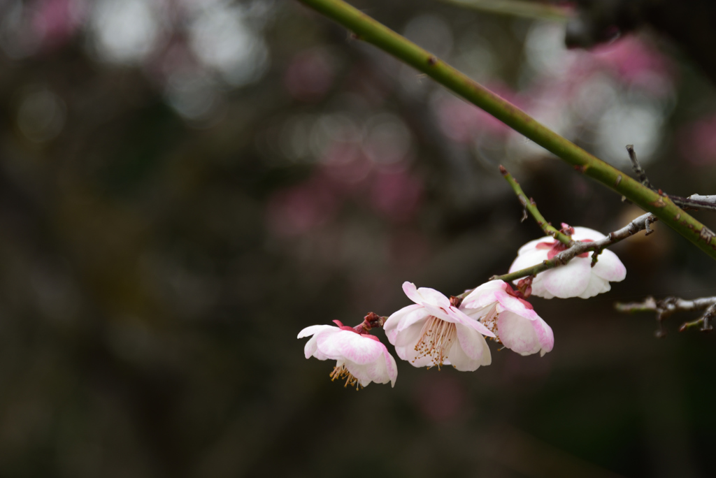 190209大阪城21八重海棠