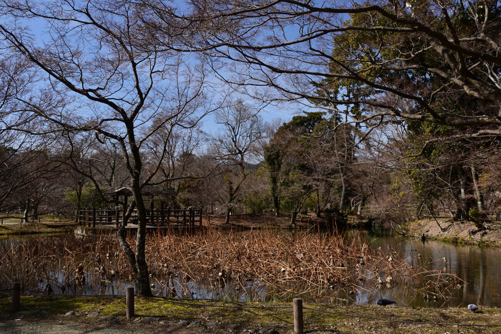 220209京都植物園45