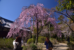 200325c法金剛院36