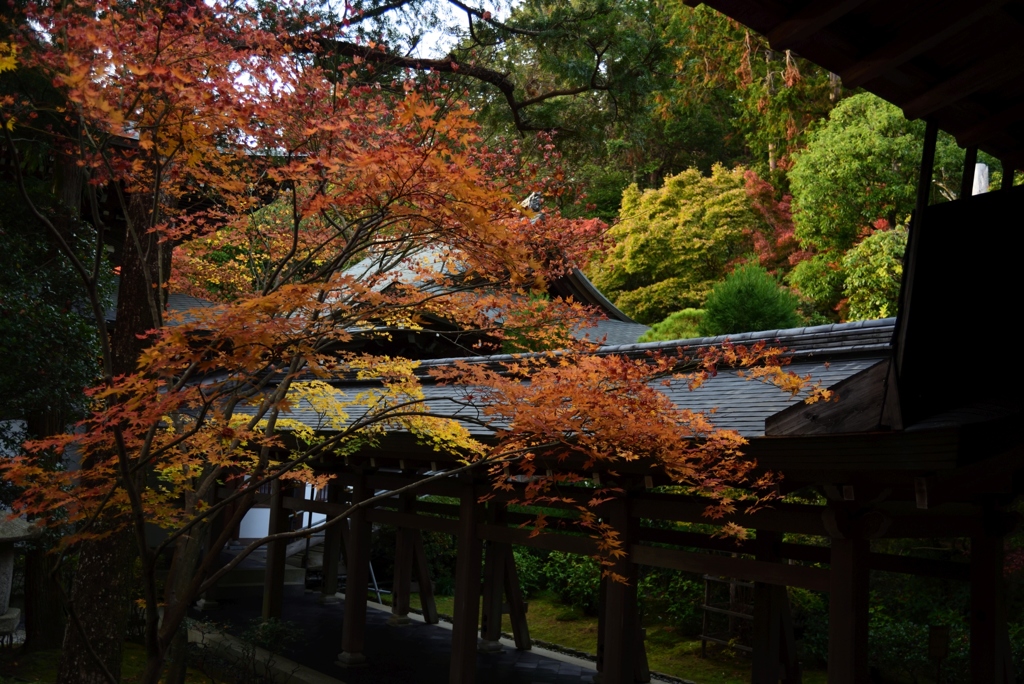 181125d龍安寺49