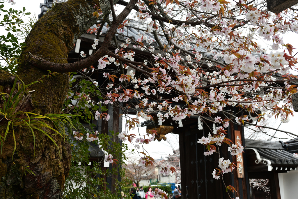 250331d本満寺30