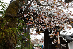250331d本満寺30
