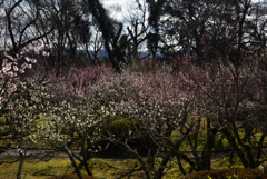 200228石山寺15 200228石山寺15